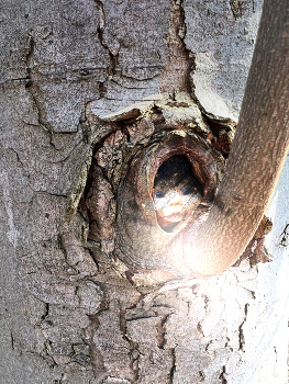 In the wood / Hidden