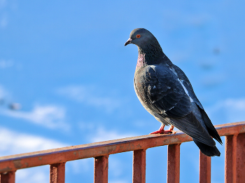 Proud Bird / ***