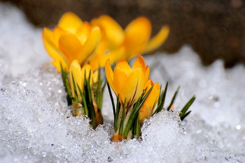 Weg, um den Frühling! / ***