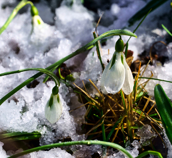Ersten Tag des Frühlings / ***