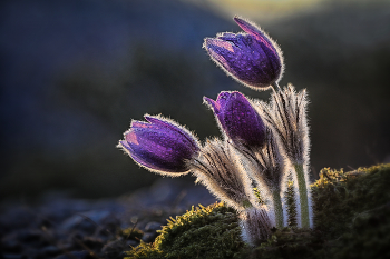  / Pulsatilla - Trio