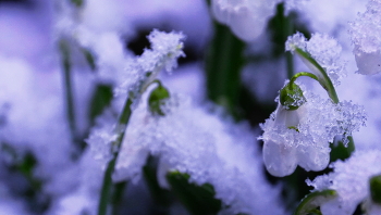 Frühling Kalender / ***