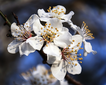 über den Frühling / ***