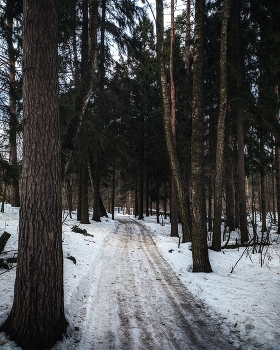 Winterwald / ***