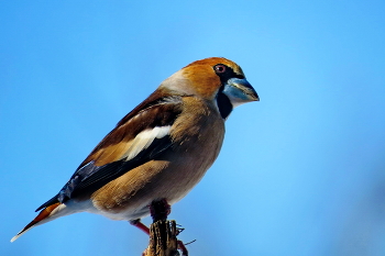 Grosbeak / ***