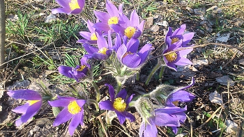 Der Frühling kommt / " " "