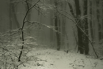 Fischer. / ***