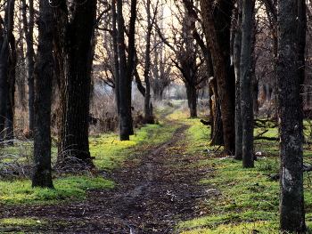 Gras ist grün ... / ***