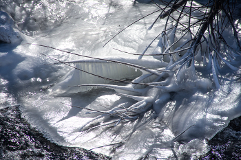 In Gefangenschaft Winter / ***