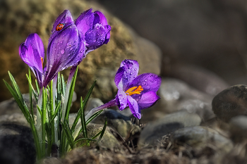 &nbsp; / Krokus