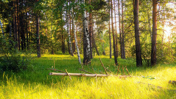 Mai ist der Wald / ***