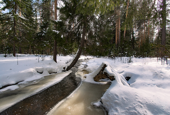 Im Frühjahr Wald / ***