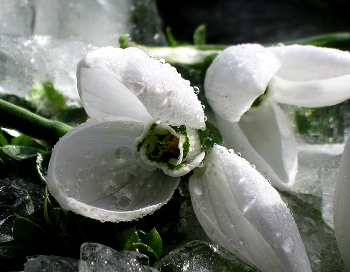 Schneeglöckchen / ***