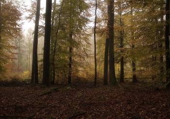 Morgen in den herbstlichen Wald / ***