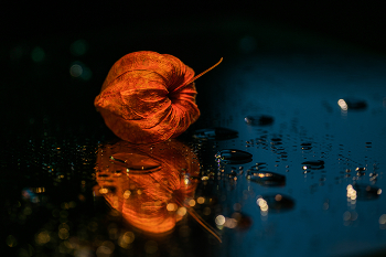 Physalis / ***