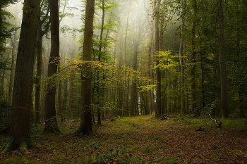 Buchenwald / ***