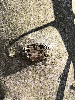 Beulenpest / You got the look
