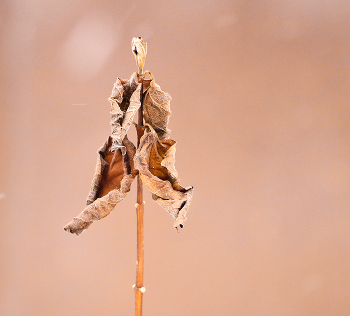 Die Studie März / ***