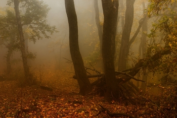 Nebliger Morgen / ***