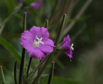 Blumen / ***