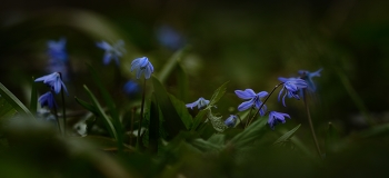 Frühling im Wald / ***