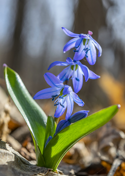 Scilla / ***