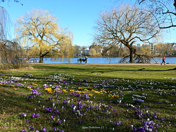 Alster Hamburg / ***