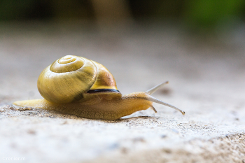 unterwegs / Schnecke auf Nahrungssuche