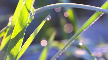 Morgentau / ***