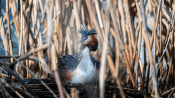 Family Matters / ***