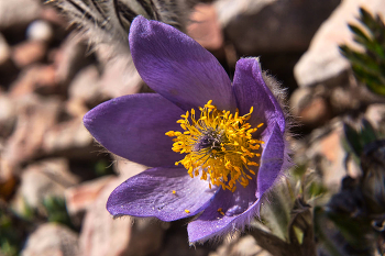 Pulsatilla Krim / ***