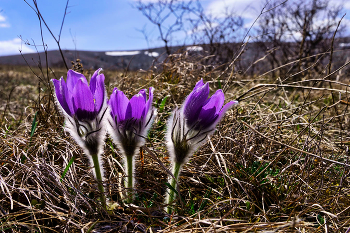 Pulsatilla Krim / ***