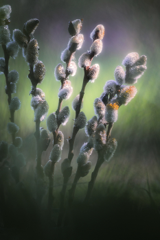 Am Palmsonntag! / ***