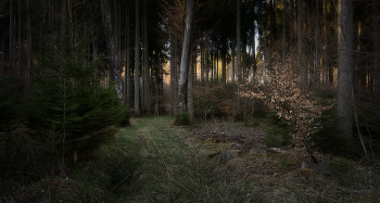 Abend im Wald / ***