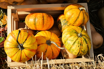 Autumn pumpkins / Small colorful pumpkins in a crate