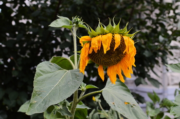 Withering / a withering garden sunflower