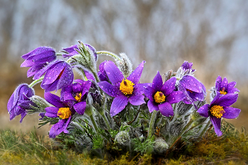 &nbsp; / Pulsatilla Stock