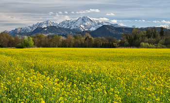 Rapsfeld / Rapsfeld