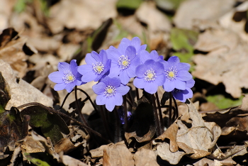 Spring Bouquet / ***