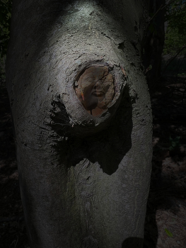 Moonshadow / In the woods