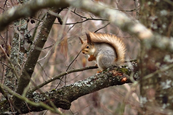 Eichhörnchen / ***