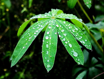 Nach dem Regen / ***