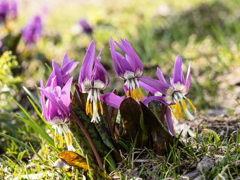 Frühlingsboten / ***