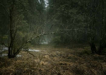 Der Frühling kommt / ***