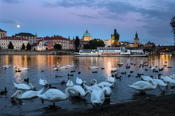 &nbsp; / ------------