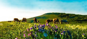 Blumen auf dem Felde / ***