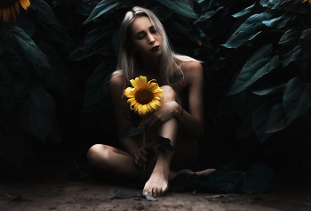 SunFlower / ...