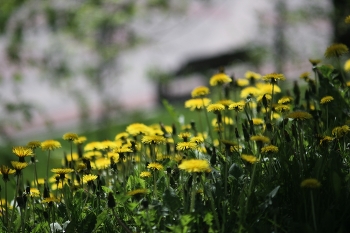 Die letzten Dinge / ***