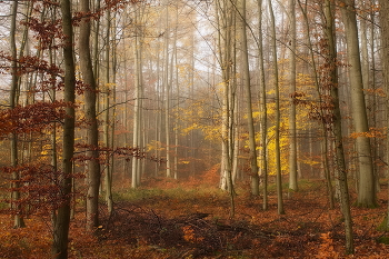 Goldener Herbst / ***