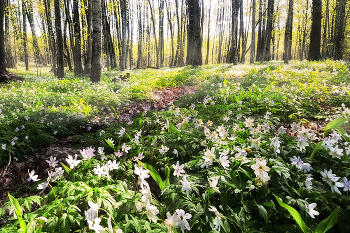 Spring Forest / ***